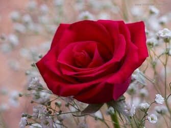 One Red Rose Flower Wallpaper Ref Wallpaperdisk