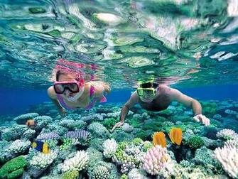 Snorkeling Wallpaper And Background Image Net