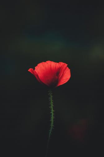 Wallpaper iPhone Lockscreen Background Red Flower