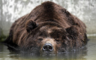 Wallpaper Of Bears