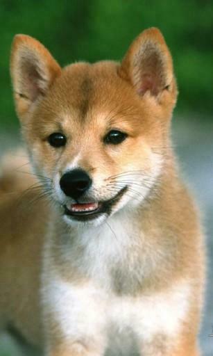 Puppy Wallpaper And Screensavers