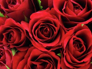 Red Wild Roses Background Puzzle By Moncherie Photos