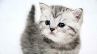 Cute Kitten Cat Wallpaper