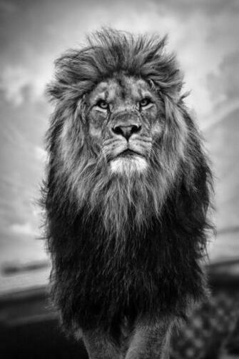 Magnificent Beastz J T G Photo Imagens Le O Preto E