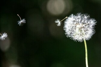 Flying Dandelion Wallpaper Pin It