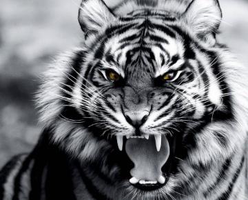 Roar Of The Tiger Wallpaper By Xavier
