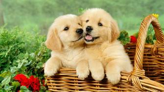 Cute Puppies Desktop Background HD Wallpaper