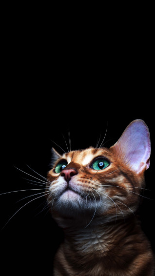 Phone Wallpaper