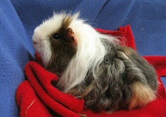 Texel Guinea Pig Wallpaper Pin It