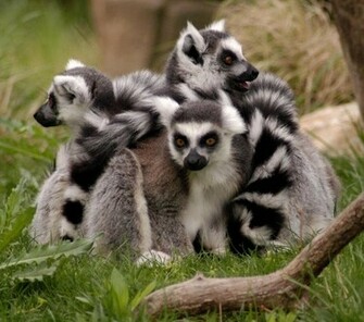 Lemur Katta Wallpaper