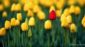 HD Wallpaper 1080p Widescreen Flowers