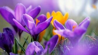 Wallpaper On Your Desktop Widescreen Below