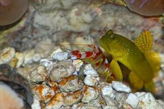 Watchman Goby Wallpaper High Quality