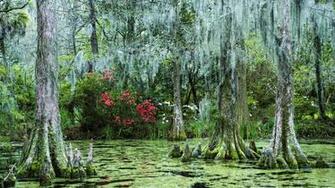 Earth Swamp Wallpaper
