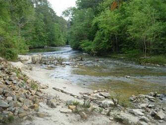 Kisatchie Bayou By T Desktop Wallpaper