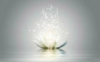 Pics Photos Lotus Flower HD Wallpaper Flowers Image
