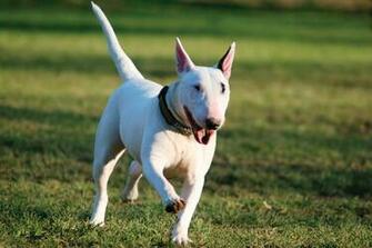 Bull Terrier Wallpaper High Quality
