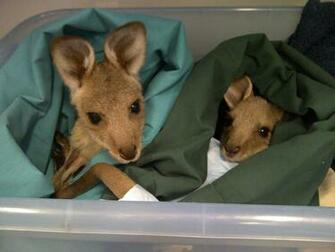 Baby Kangaroo Pictures HD Wallpaper And