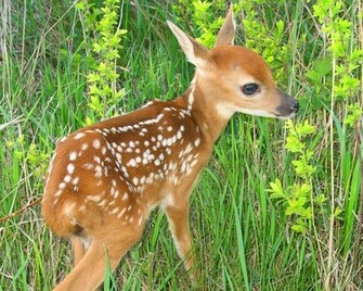 Trail Wildlife White Tailed Deer Background For Computer