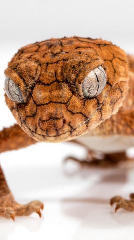 Gecko Reptile Lizard Close Up Wallpaper Background Reptiles
