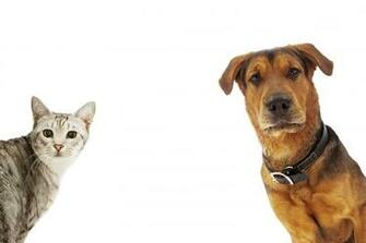 Cat And Dog Wallpaper High Quality