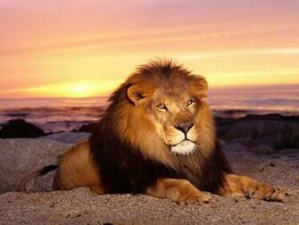 Lions Picture Attack Wild Lion Pictures Of