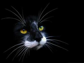 Cute Cats Image Black Cat With White Beard