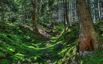 Super Best Nature Big Jungle HD Image Wallpaper