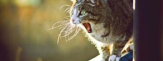 Angry Cat Wallpaper Picture