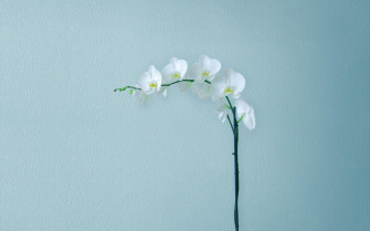 Bring Nature And Technology Together With This Minimalist Wallpaper