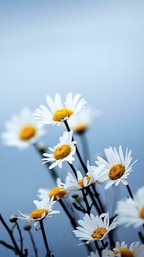 Flowers More Search White Daisies iPhone Wallpaper Tags Bokeh