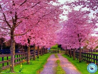 Pink Autumn Tree Picture Wallpaper In Resolution