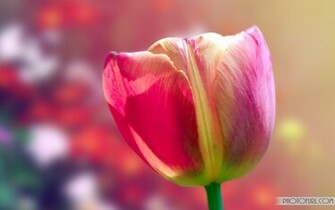 Wallpaper Animated Flower Pink Computer Screen Background