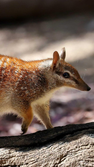 Numbat Wallpaper Apk For Android