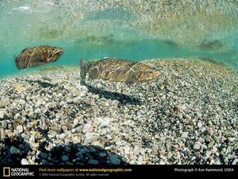 Rainbow Trout Picture Desktop Wallpaper