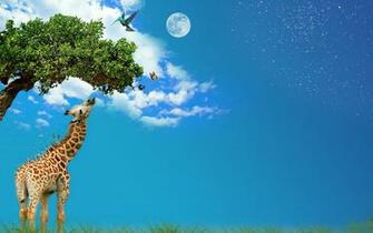 Source Url Wallpaper55 Giraffe Animal Pictures