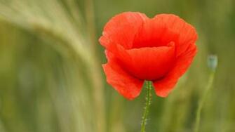 Poppy Flowers Wallpaper X Wallpaperlayer
