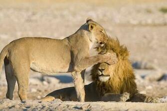Cool Background Of Animals That Will Blow You Away Lions