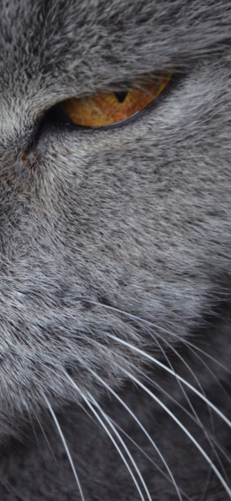 Animal Fur Wallpaper On