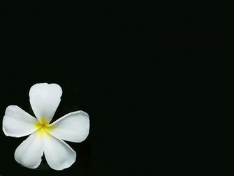 Hawaiian Flower Wallpaper White Desktop Background