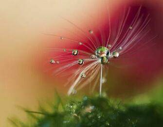 Beautiful Wallpaper Nature S Dew