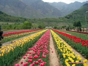 Kashmir Wallpaper Gulmarg Pehalgam Dal Lake Manasbal