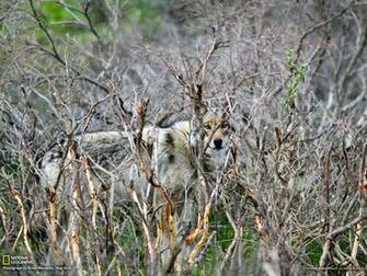 Wolf Picture National Park Wallpaper Geographic Photo