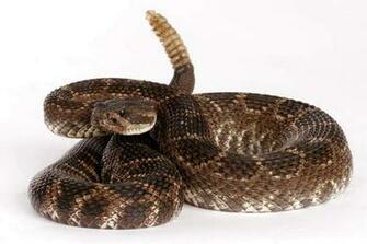 Rattlesnake HD Wallpaper Snake Rattle