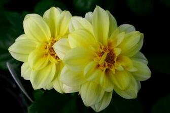 Flowers For Flower Lovers Beautiful Wallpaper