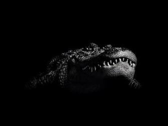 Crocodile Wallpaper HD