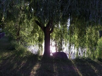 Weeping Willow Tree Wallpaper