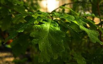 Oak Wallpaper