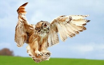 Birds Of Prey Wallpaper And Image Pictures Photos