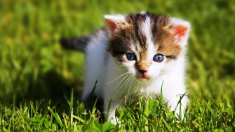 Cute Animal Wallpaper